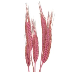 Dried flower Steams (wheat)