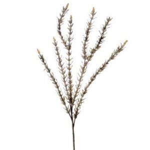 Dried flower Steams
