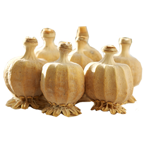 SUPERIOR Dried Craft Bulbs