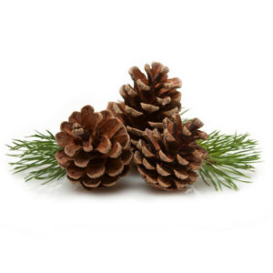 Pinecone ( Natural )