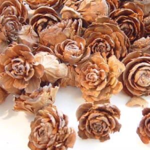 Pinecone ( Carved )
