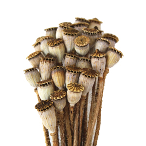 Dried poppy steams